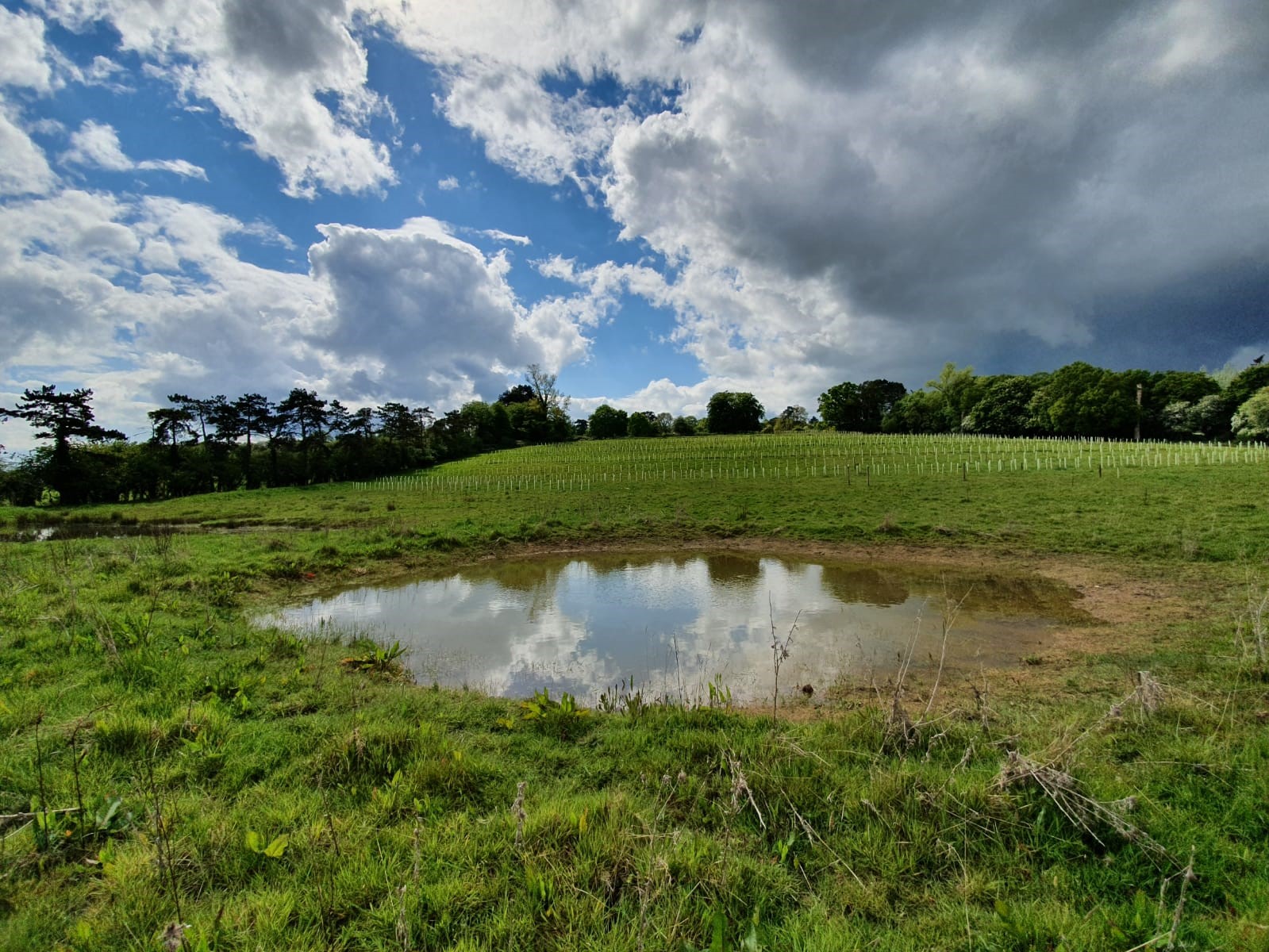 Engared Water Endangered water plant makes surprise appearance in ponds near Stroud ...