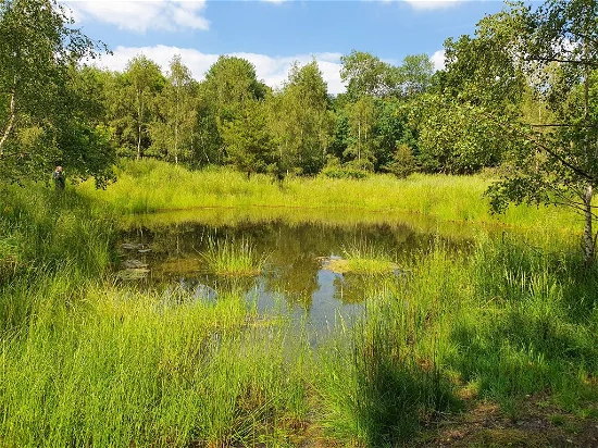 A-compensation-pond-at-three-years-after-creation.-New-ponds-vegetate-rapidly-by-natural-colonisation-1024×768-1
