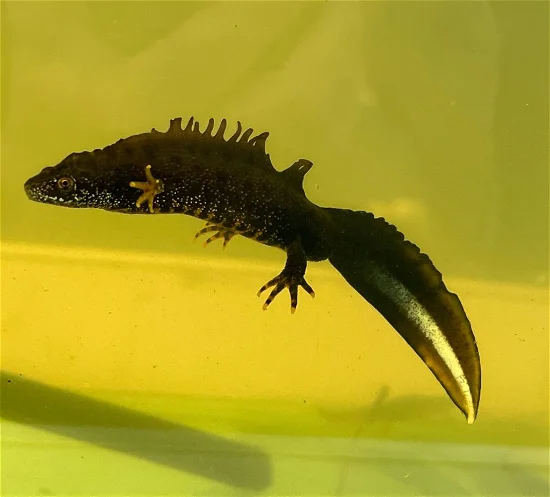 Great-crested-newt-at-compensation-site-in-Oxfordshire-scaled-e1706886323519-1024×926-1