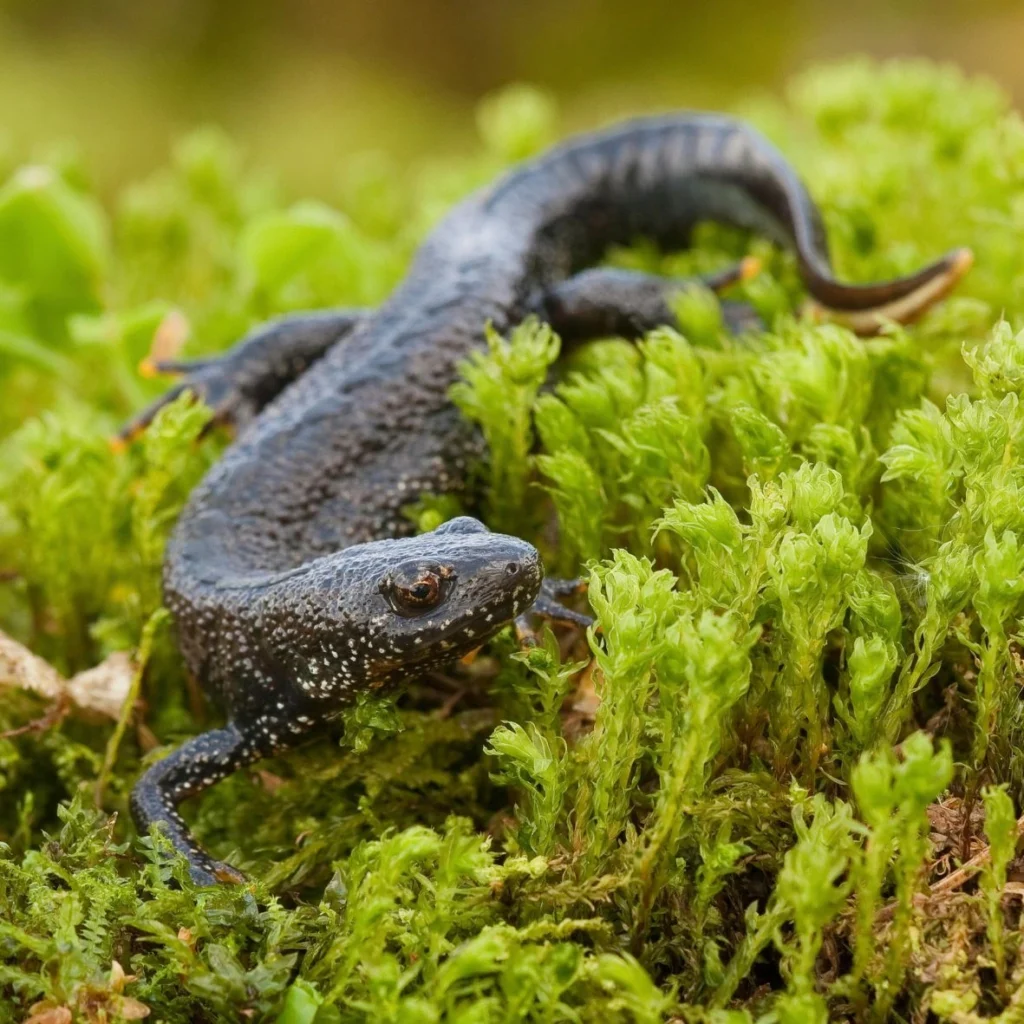Great crested newt on mossy ground