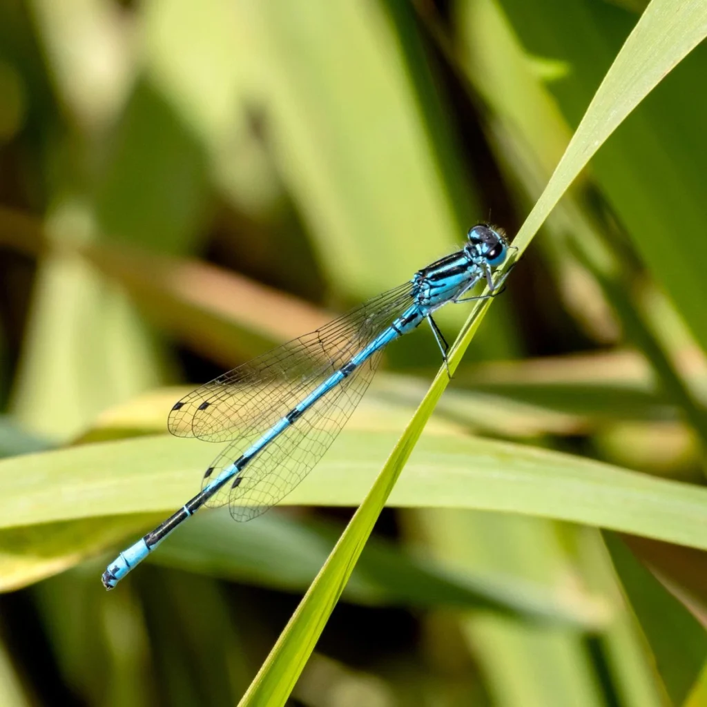 Blue damselfly resting on vegetation