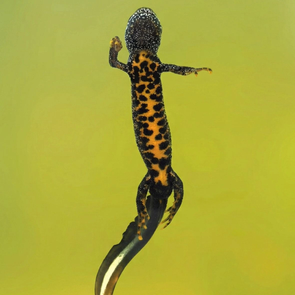 Great crested newt