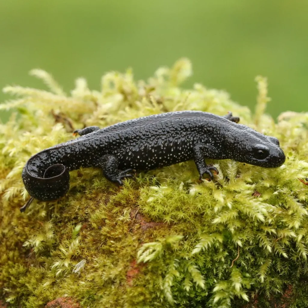 Great crested newt resting on moss