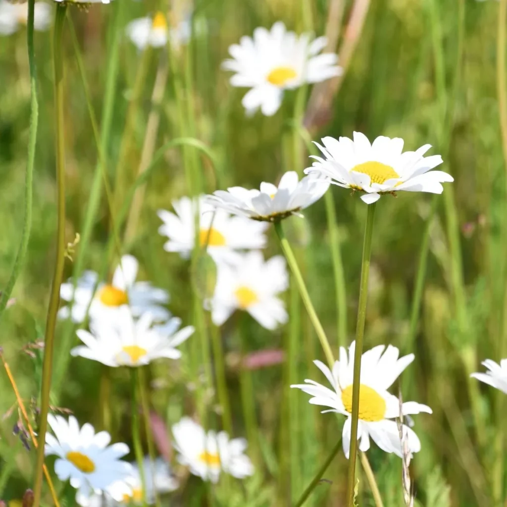 Oxeye daisies