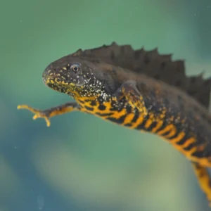 Great crested newt