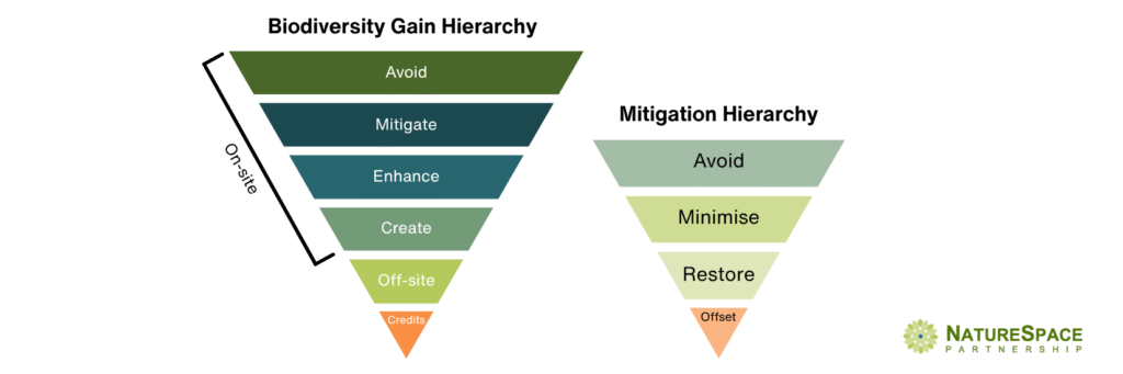 Infographic showing the stages of the Biodiversity Gain Hierarchy and the Mitigation Hierarchy.